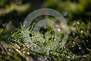 Dew drops on fresh green grass. Sunny and humid mornings