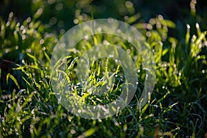 Dew drops on fresh green grass. Sunny and humid mornings