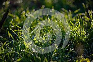 Dew drops on fresh green grass. Sunny and humid mornings