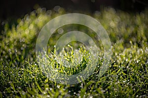 Dew drops on fresh green grass. Sunny and humid mornings