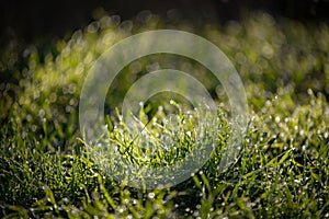 Dew drops on fresh green grass. Sunny and humid mornings