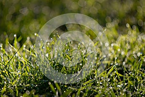 Dew drops on fresh green grass. Sunny and humid mornings