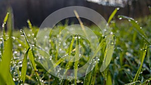 Dew drops on fresh green grass. Sunny and humid mornings