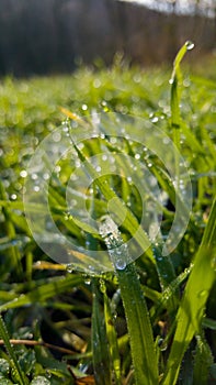 Dew drops on fresh green grass. Sunny and humid mornings