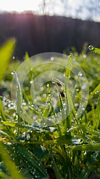 Dew drops on fresh green grass. Sunny and humid mornings