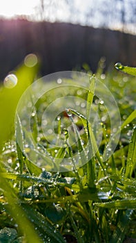 Dew drops on fresh green grass. Sunny and humid mornings