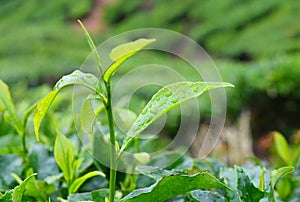 Dew Drops on Fresh Green Leaves of Tea Plant in Tea Estate in Munnar, Kerala, India