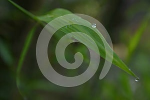 Dew drops on a fresh new bamboo leaf