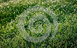 Dew drops on fresh spring grass on a spring morning. use as background