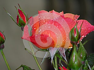 A sunset rose dowsed with the morning dew