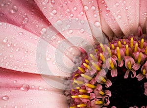 Dew drops on gerbera daisy