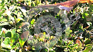 Dew drops on gossamer at bush leaves in sunlight at autumn