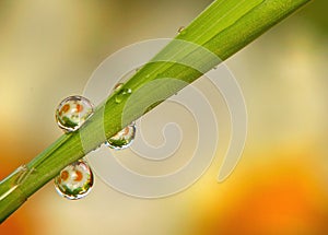 Dew drops on grass