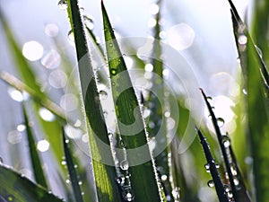 Dew drops on grass