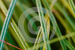 Dew drops on grass blades macro