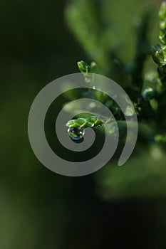 Dew drops on grass ears drops of dew on juniper