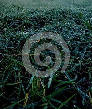 Dew drops on grass after a long winter night