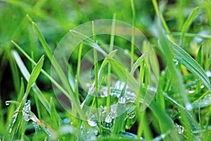 Dew drops in the grass in macro