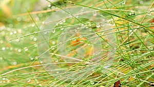 Dew drops on grass macro 4K