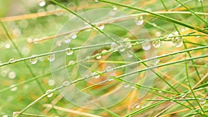 Dew drops on grass macro slide shot