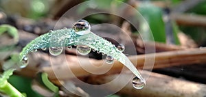 Dew drops on the grass sparkled in the morning sun in a tropical rice field.