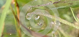 Dew drops on the grass sparkled in the morning sun in a tropical rice field.