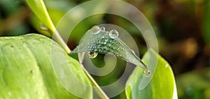 Dew drops on the grass sparkled in the morning sun in a tropical rice field.