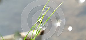 Dew drops on the grass sparkled in the morning sun in a tropical rice field.