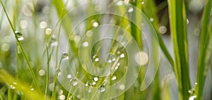 Dew drops on the grass sparkled in the morning sun in a tropical rice field.