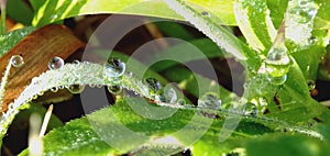 Dew drops on the grass sparkled in the morning sun in a tropical rice field.