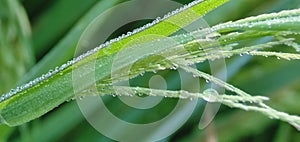 Dew drops on the grass sparkled in the morning sun in a tropical rice field.