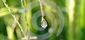 Dew drops on the grass sparkled in the morning sun in a tropical rice field.