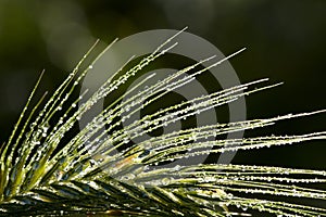 Dew drops on grass spikelet