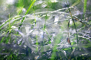 Dew drops on green blades of grass