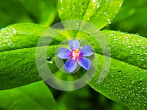 Dew drops on green Dew drops on green leaf with Lysimachia foemina