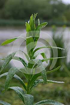 Dew, water drops, atmospheric moisture, grass, herb, green-fodder, green leaf, green flower