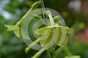 Dew Drops on a Green Flowering Nicotiana Plant
