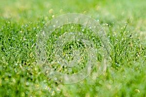 Dew drops on green grass