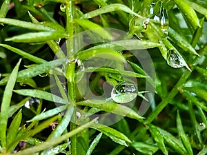 dew drops on green grass photo