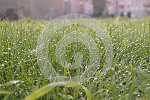 Dew drops on green grass early a Sunny morning