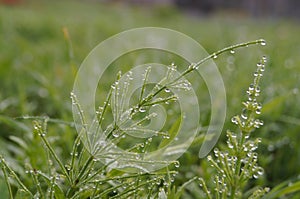 Dew drops on green grass early a Sunny morning