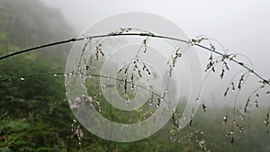 Dew drops on the green grass in the fog.