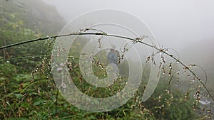 Dew drops on the green grass in the fog.