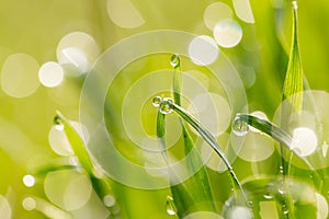 Dew drops on the green grass. macro