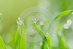 Dew drops on the green grass. macro