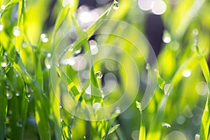 Dew drops on the green grass. macro