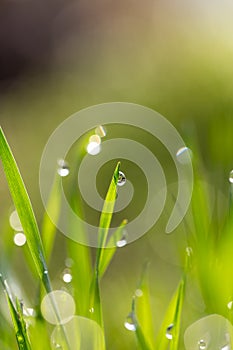 Dew drops on the green grass. macro