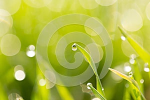 Dew drops on the green grass. macro