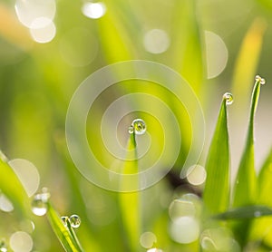 Dew drops on the green grass. macro
