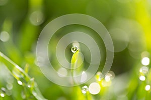 Dew drops on the green grass. macro